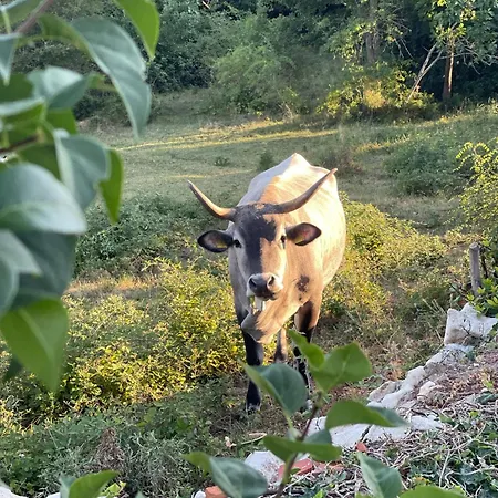 Mendula * Kršan